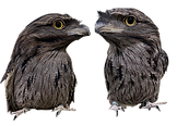 ヨタカ.png