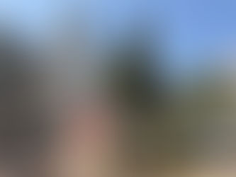 樹木工程-樹木移除