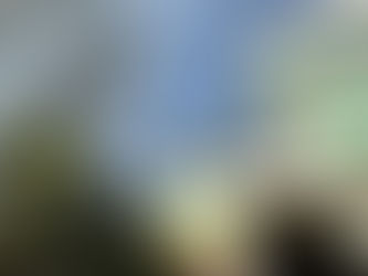 樹木工程-修剪樹木