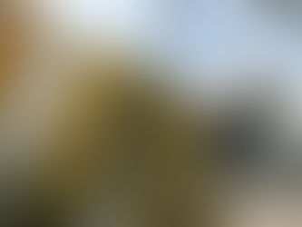 樹木工程-修剪樹木