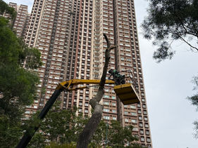 樹木工程-樹木移除