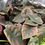 Thumbnail: Alocasia Cuprea Plug