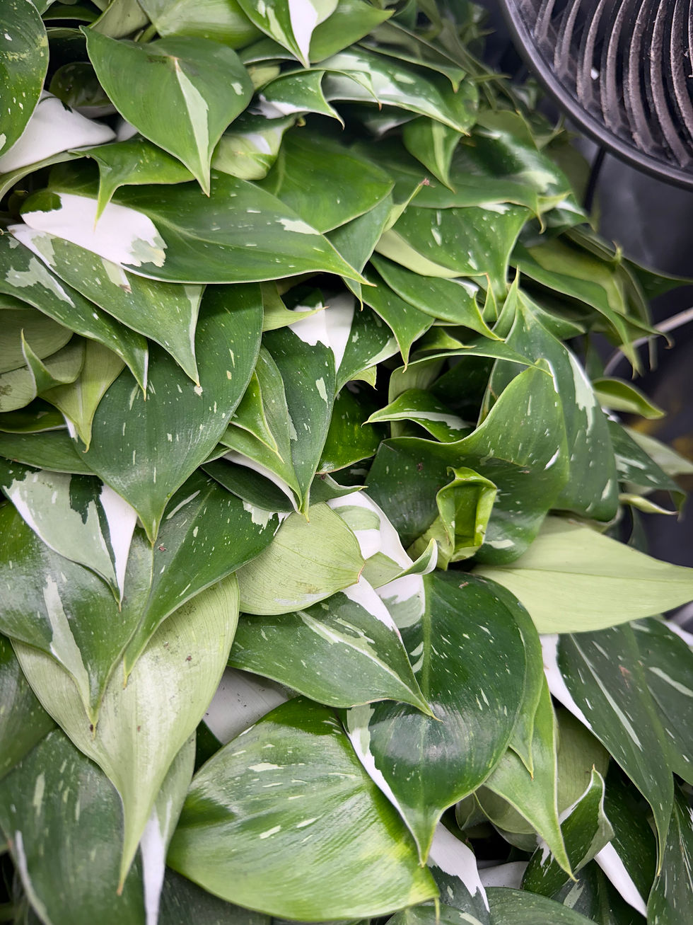 Thumbnail: Philodendron Puncata Plug