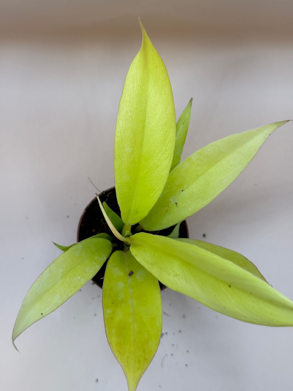 Thumbnail: Philodendron Golden Crocodile 2"