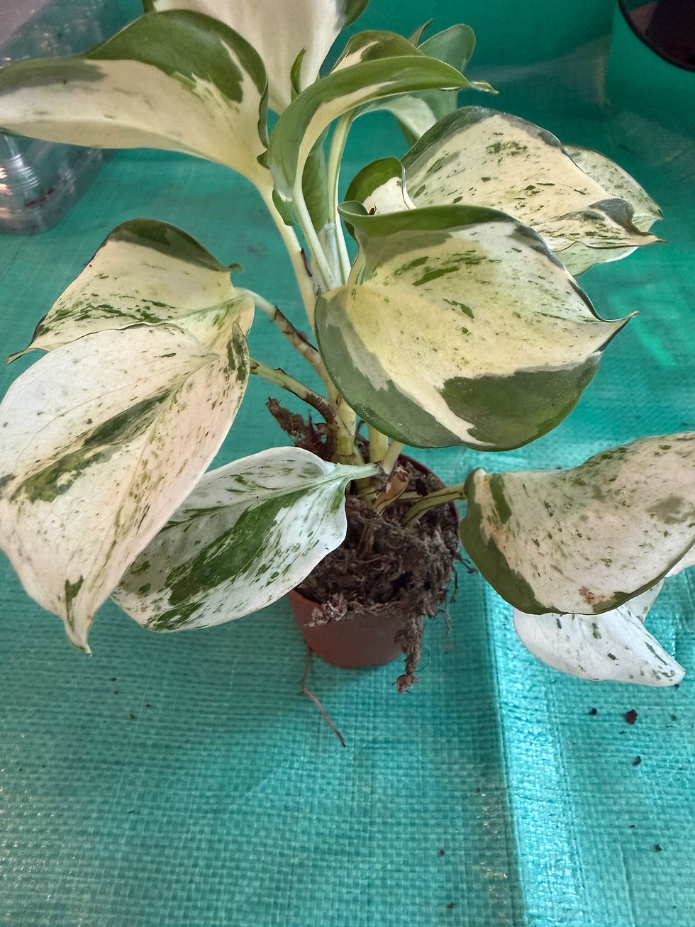 Thumbnail: W3488 Pothos Manjula 2"