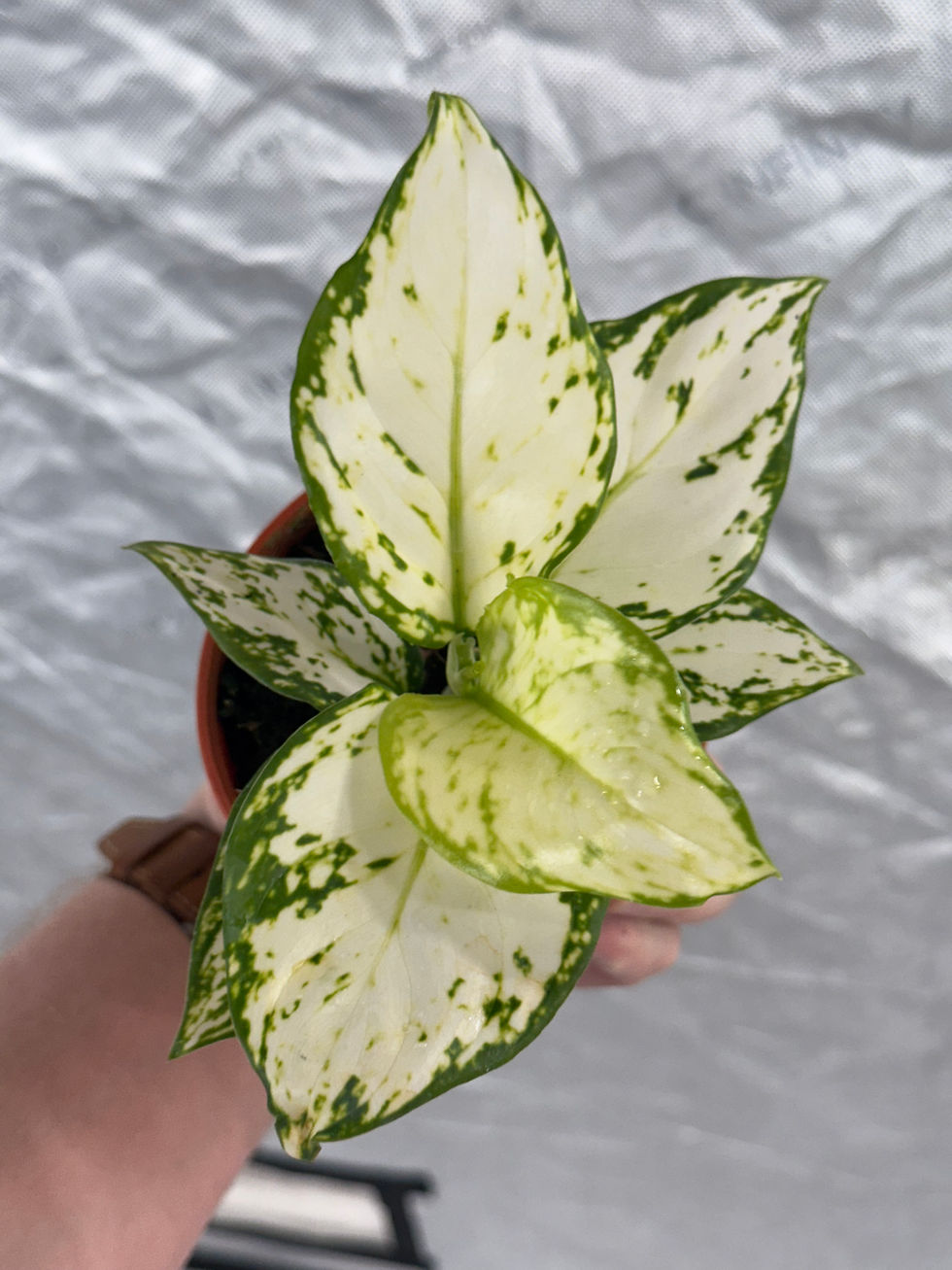 Thumbnail: Aglaonema Super White 4"