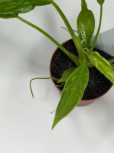 Philodendron Golden Dragon 2