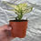 Thumbnail: Aglaonema Super White 4"