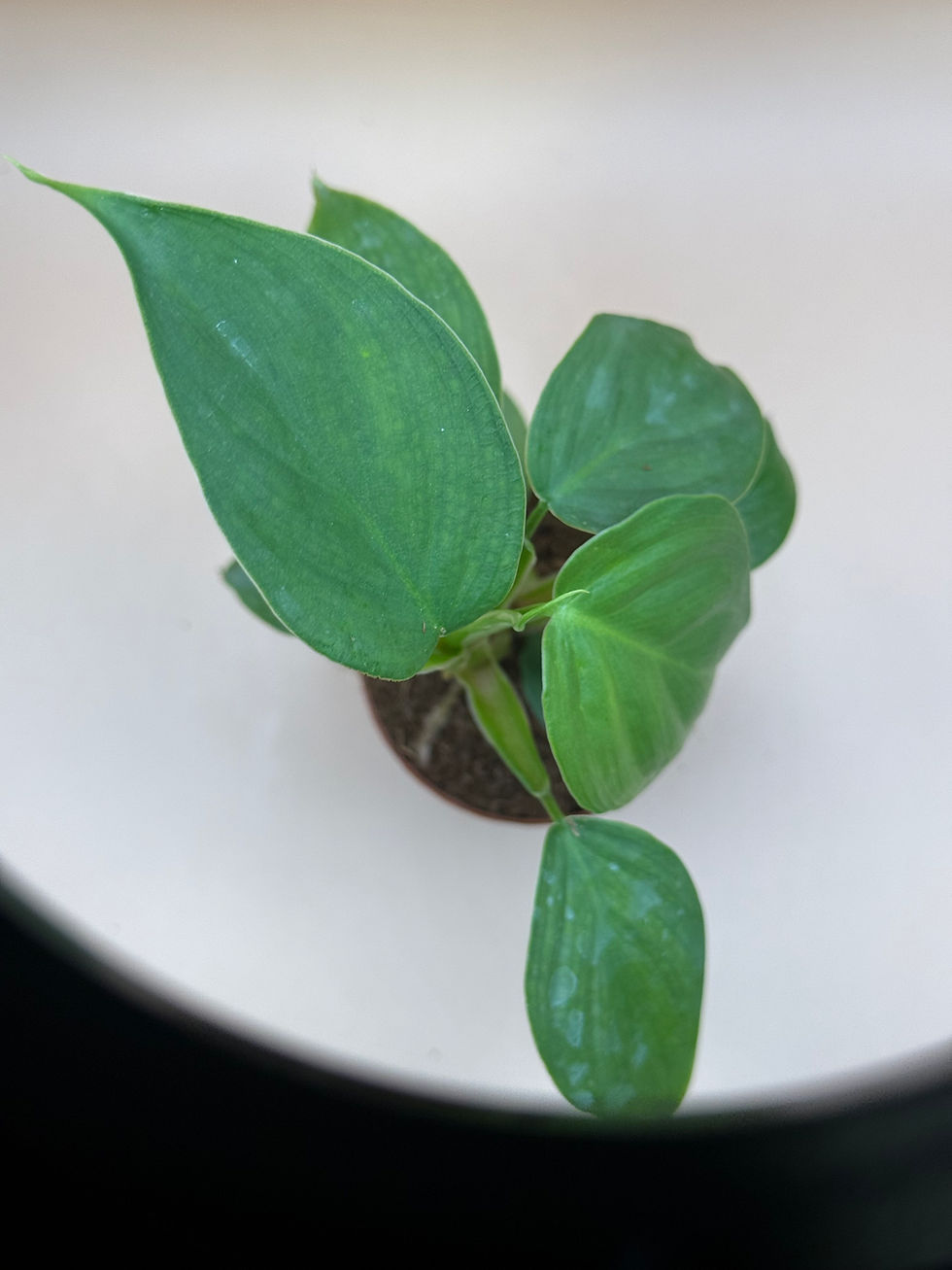 Thumbnail: Philodendron Silver Sword 2"