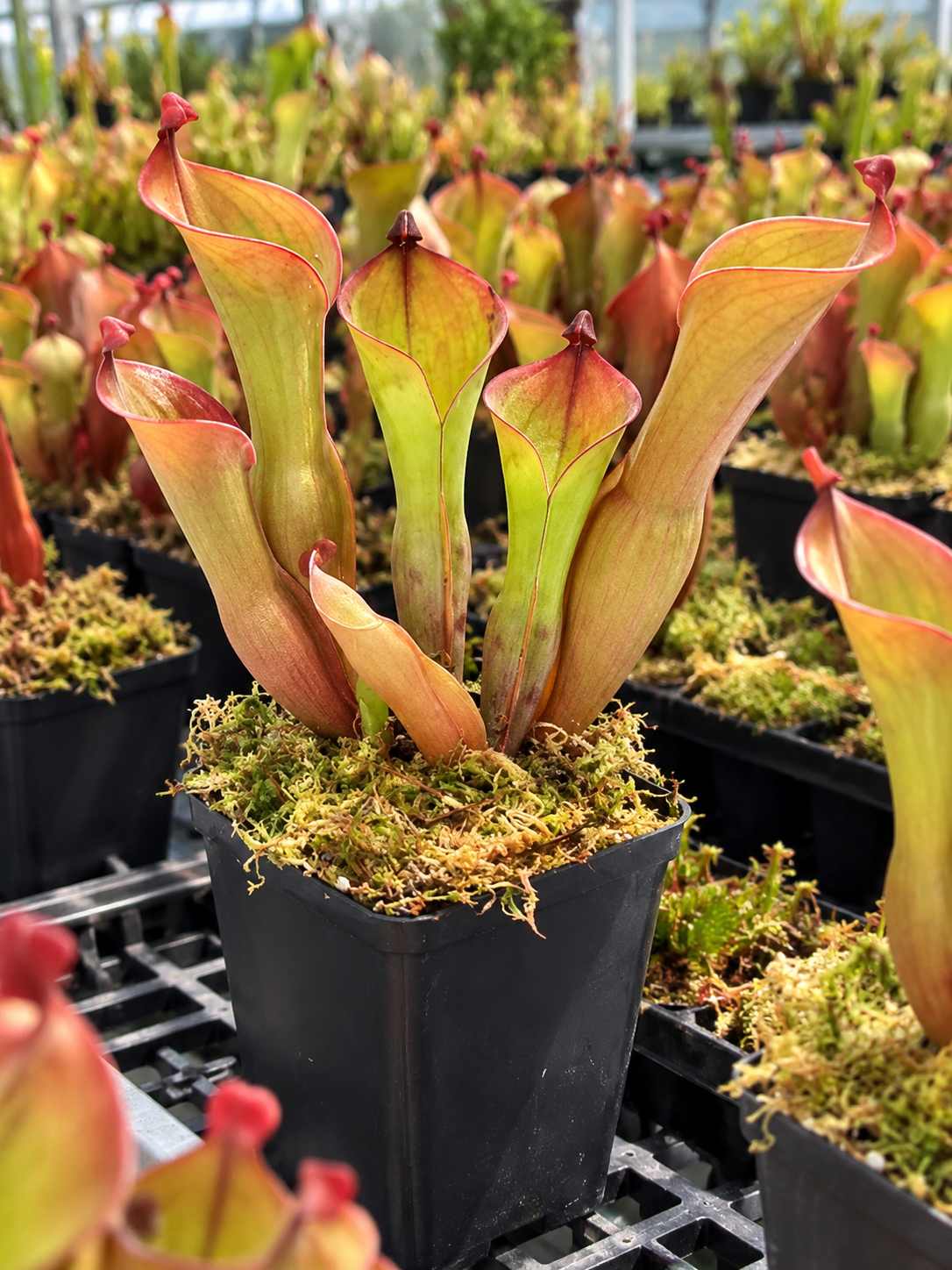 Heliamphora Nutans TC