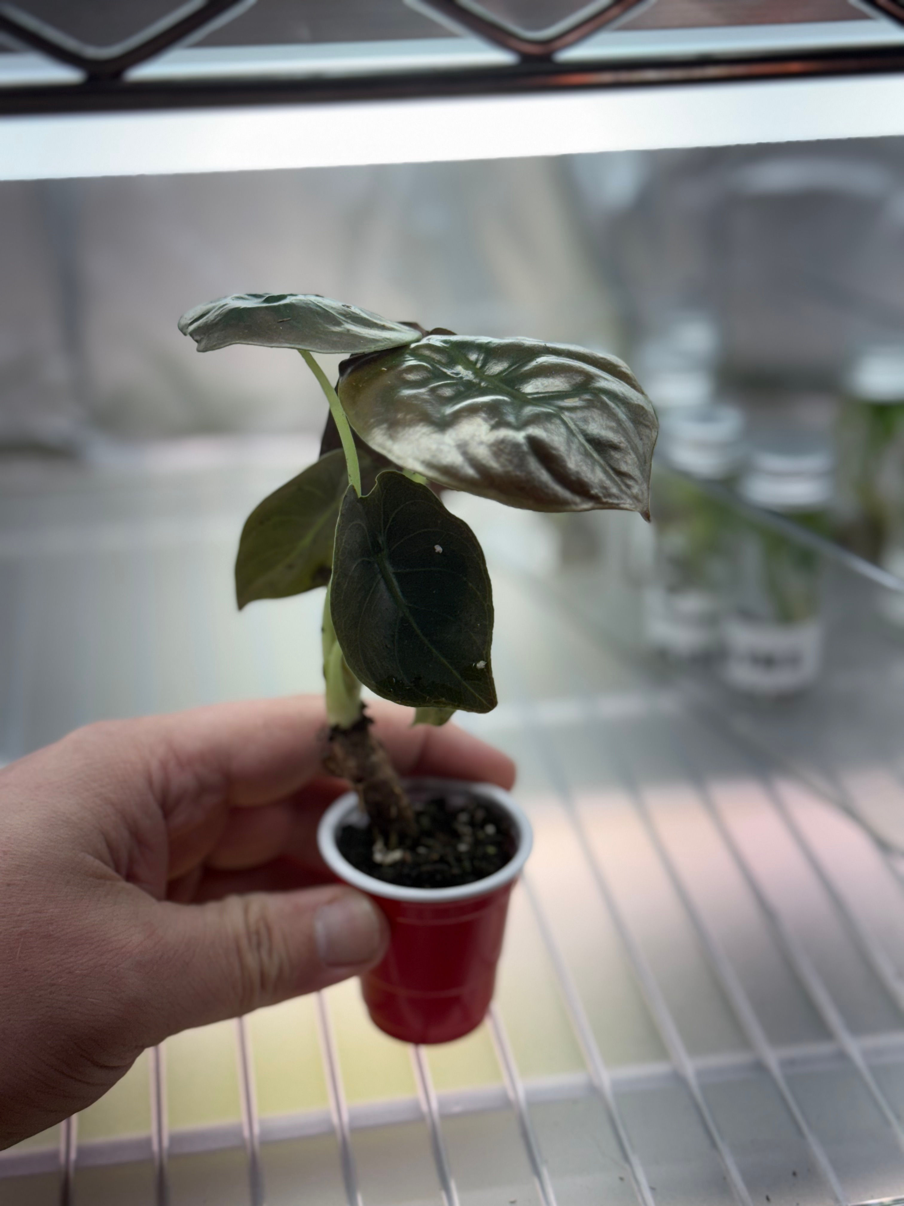 Alocasia Cuprea Plug