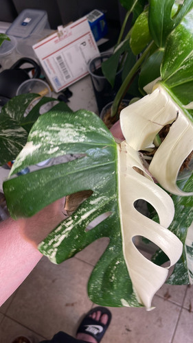 ⭐︎美株⭐︎ Monstera pertusa cv.'Variegata' 4号 Monstera Deliciosa Variegata – Foliage Dreams