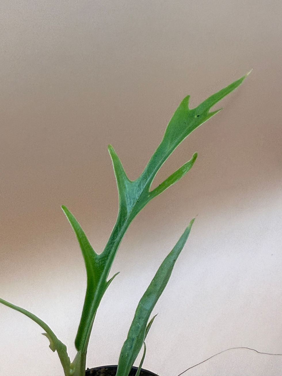 Thumbnail: Philodendron Tortum