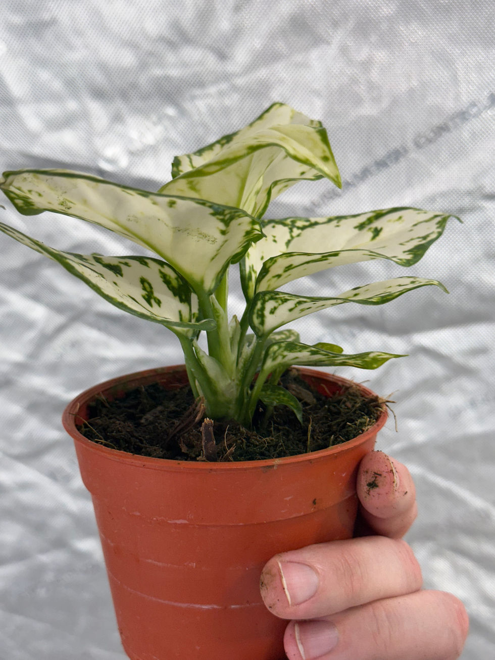 Thumbnail: Aglaonema Super White 4"