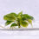 Thumbnail: Philodendron Variegated Violin TC