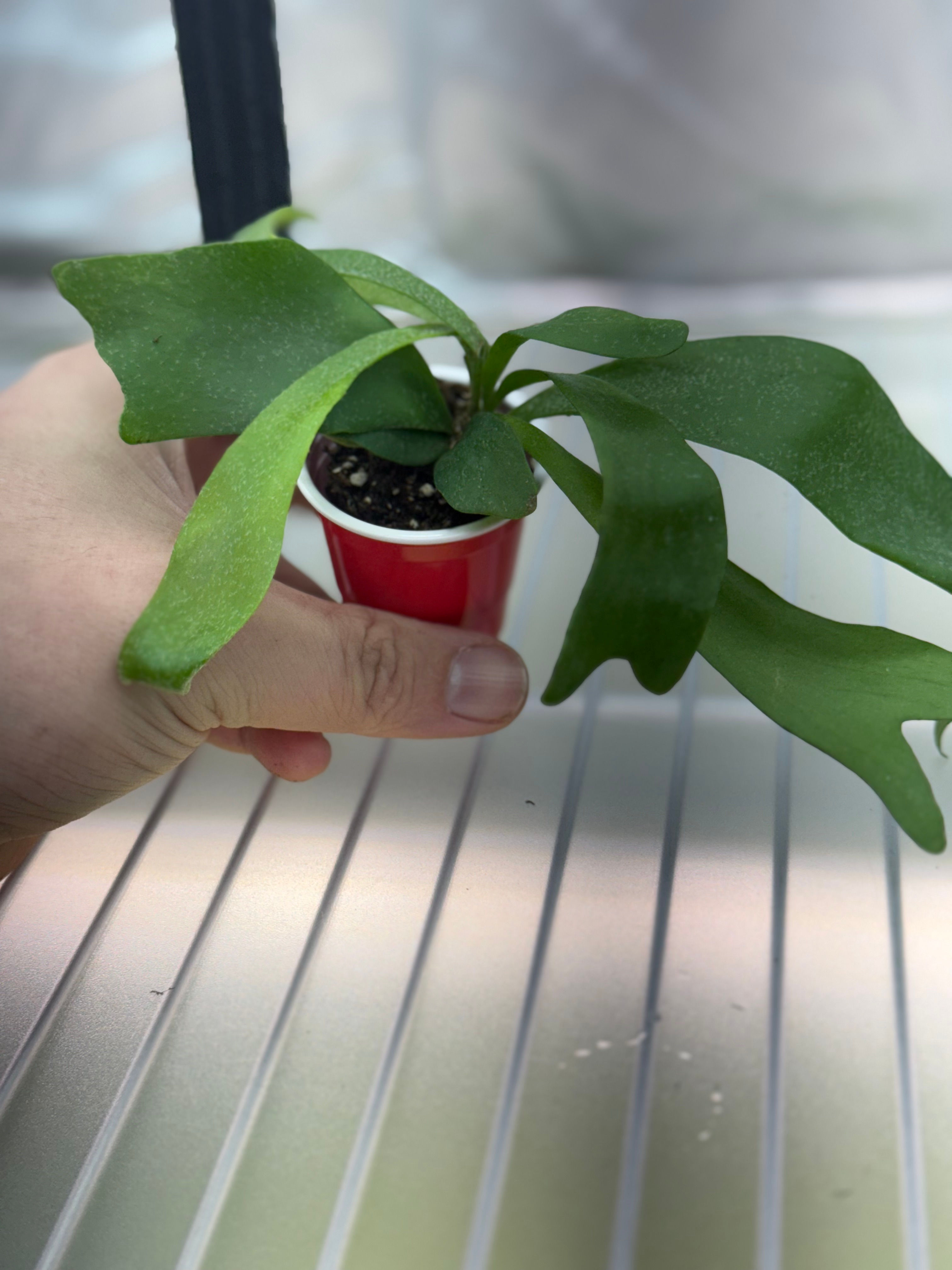 Staghorn Fern Plug (Platycerium)