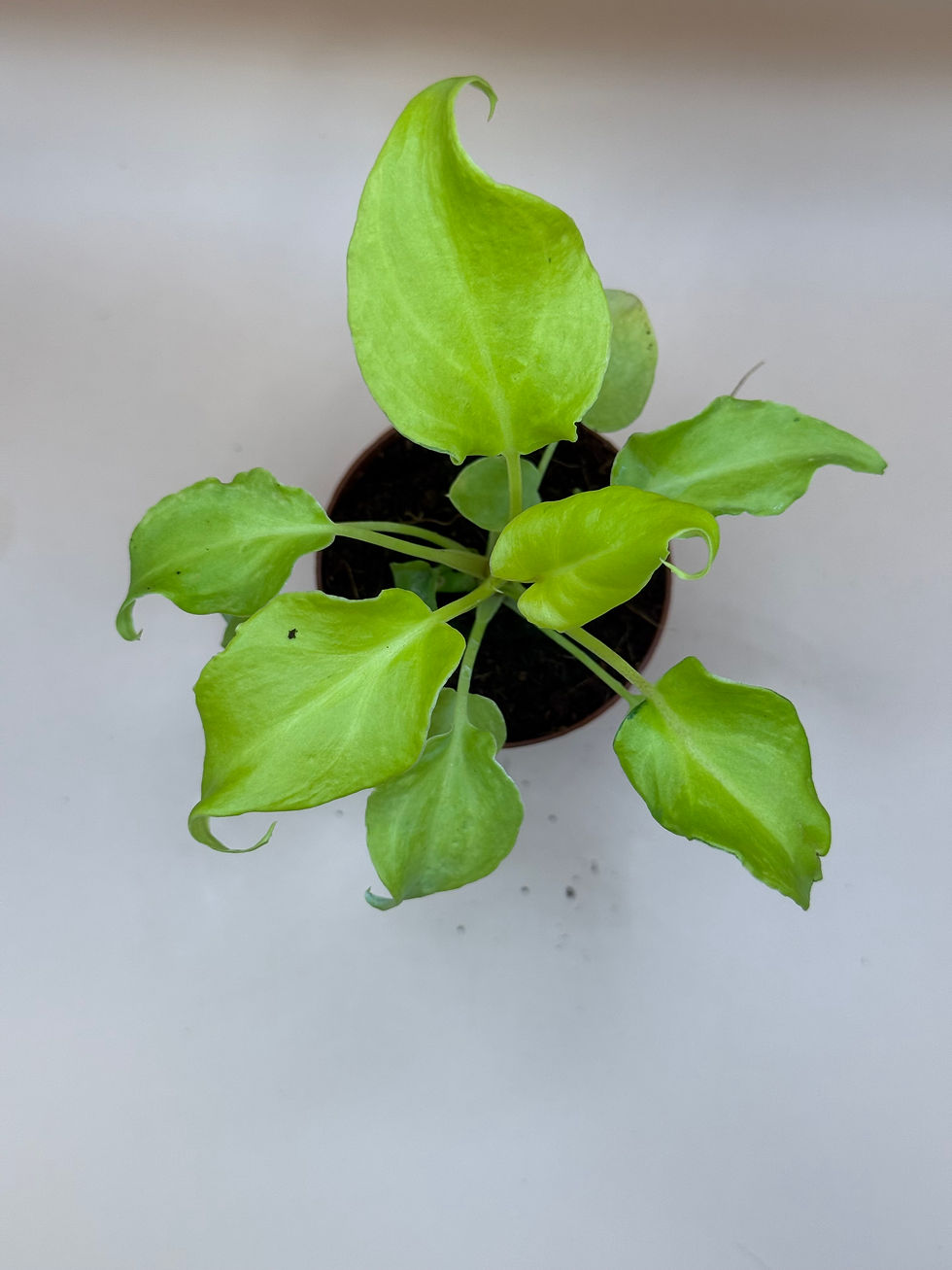 Thumbnail: Philodendron Golden Xanadu 2"