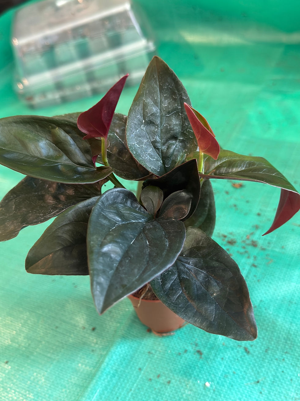 Thumbnail: W3502 Syngonium Red Arrow 2"