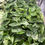 Thumbnail: Monthly Plant Box 3 Plants