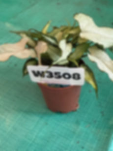 W3508 Syngonium Silver Fox 2"