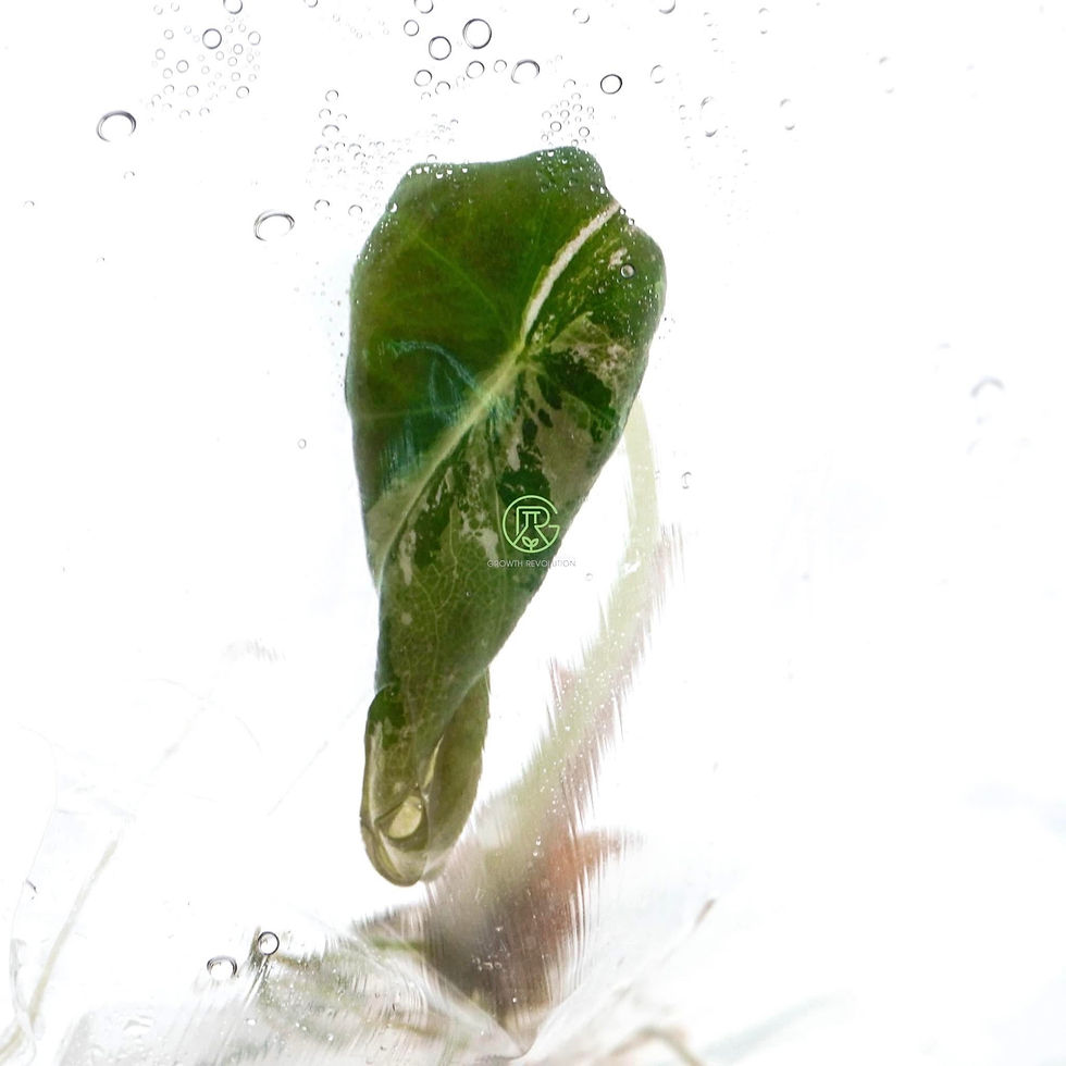 Thumbnail: Pink variegated black velvet alocasia TC