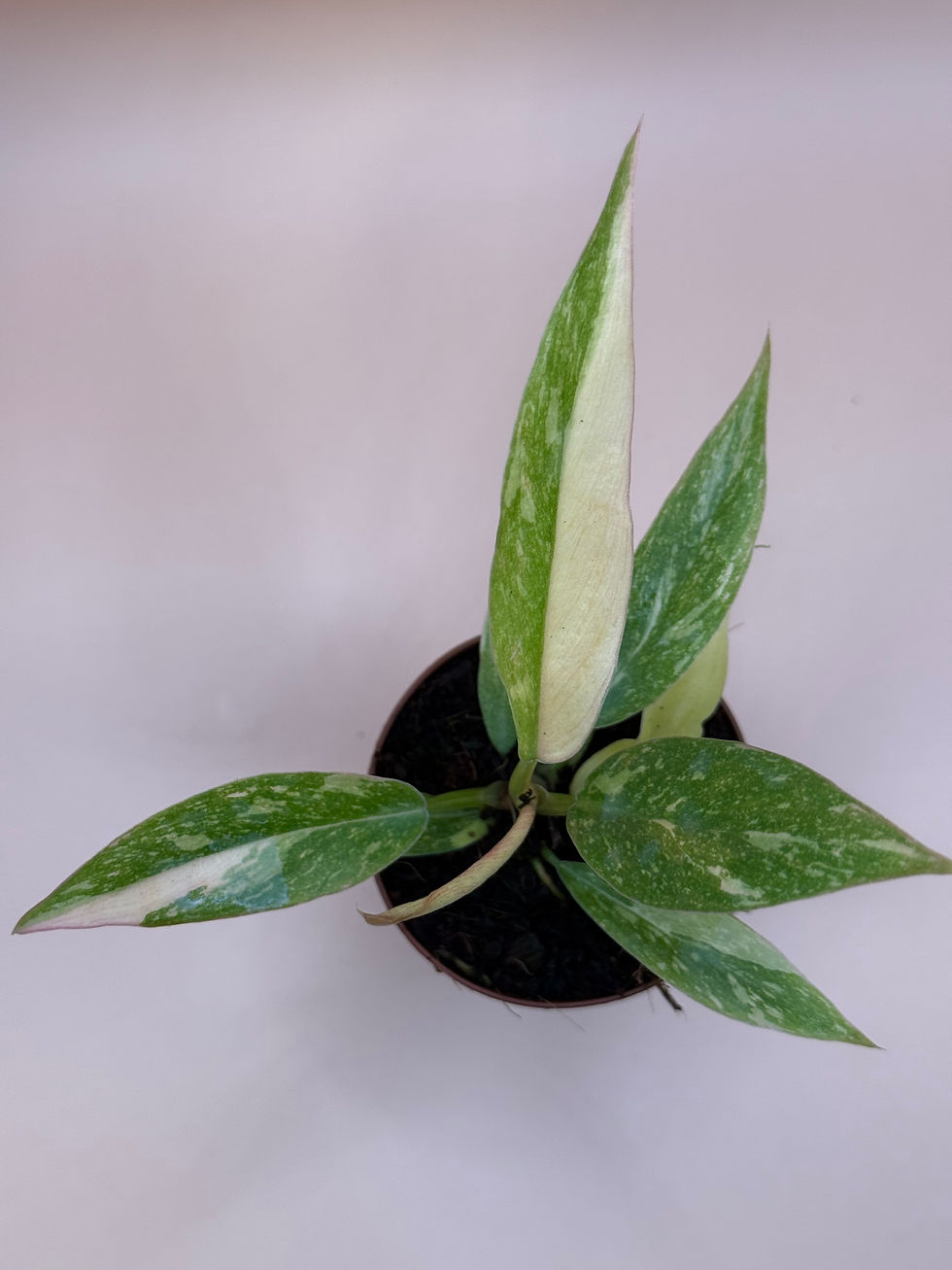 Thumbnail: Philodendron Ring of Fire 2"