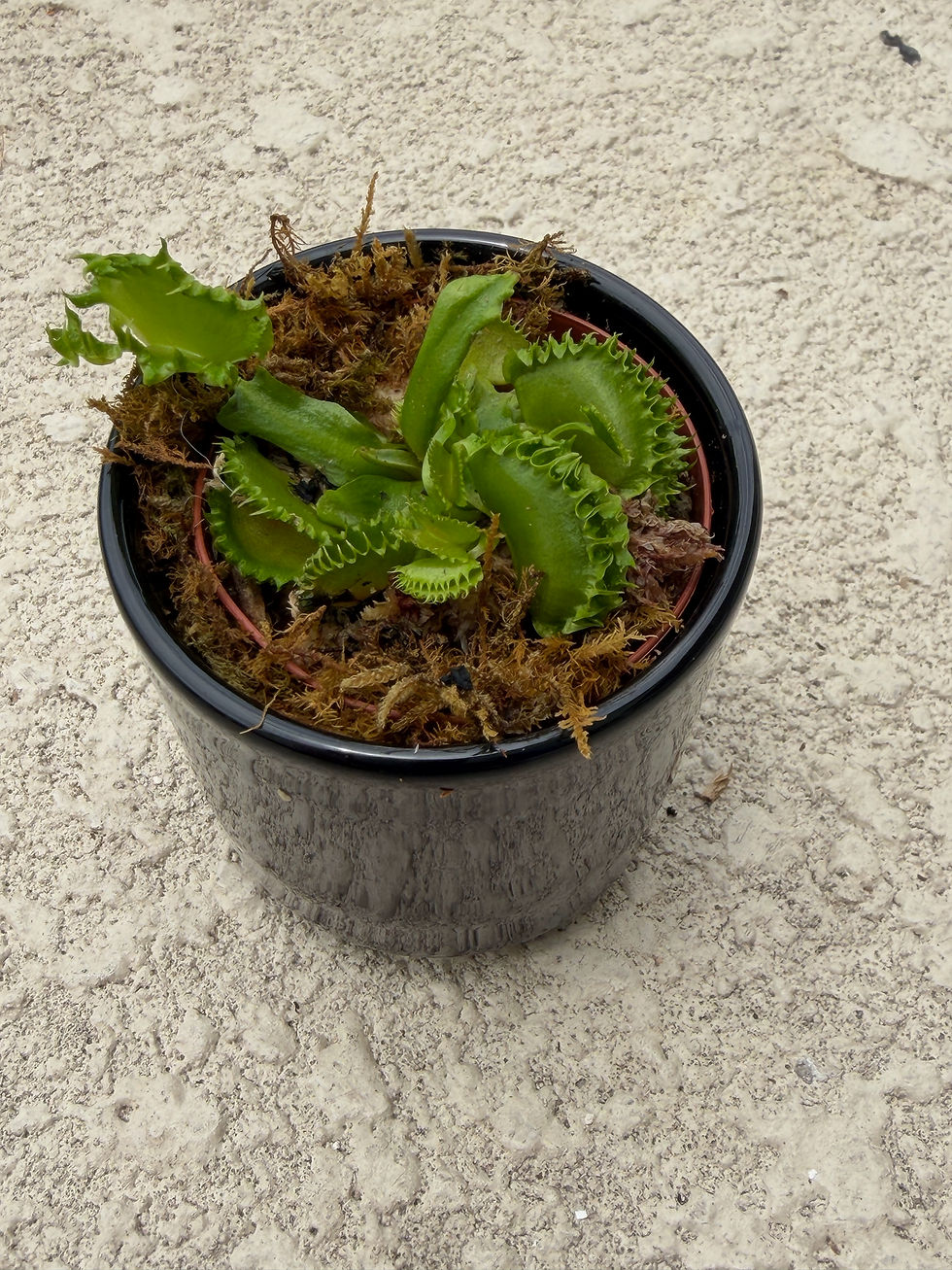 Thumbnail: Chinese Dumpling VFT in Ceramic Pot 2"