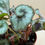 Thumbnail: Begonia Escargot 4” 