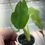Thumbnail: Alocasia Dragons Breath Plug