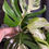 Thumbnail: Monstera Albo  cutting UNROOTED 2-3 leaves