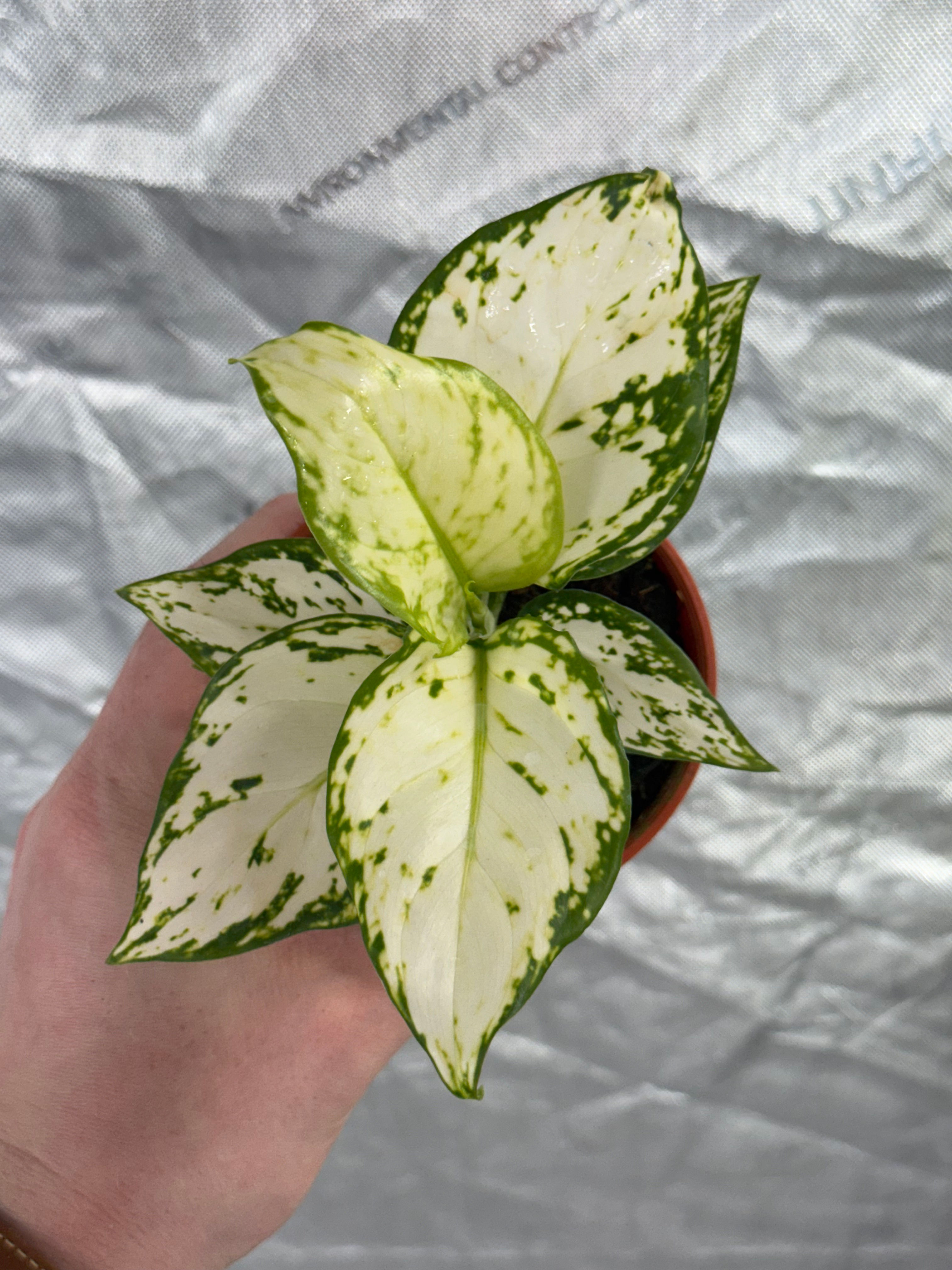 Aglaonema Super White 4"