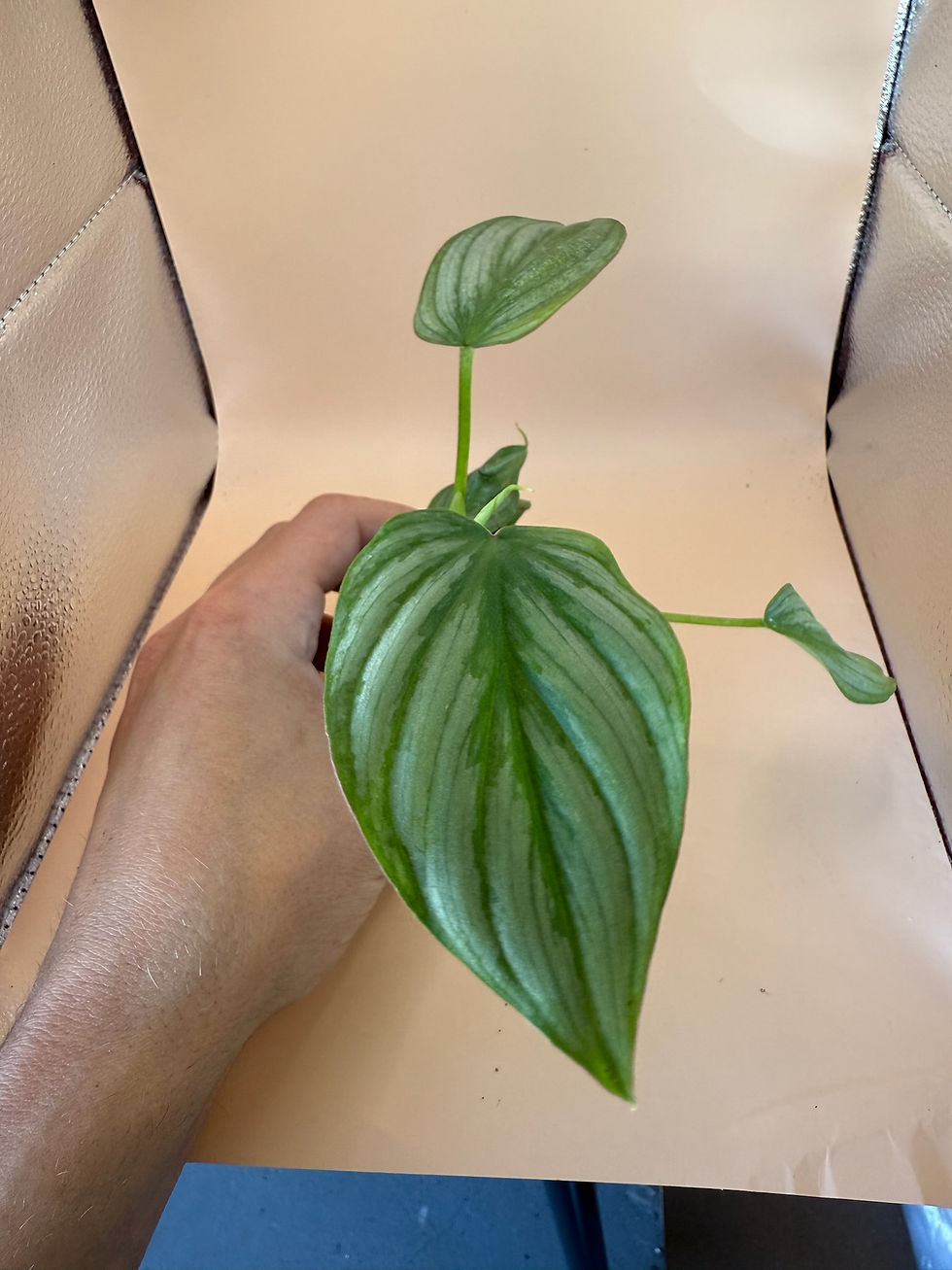 Thumbnail: Philodendron Mamei Silver 2"