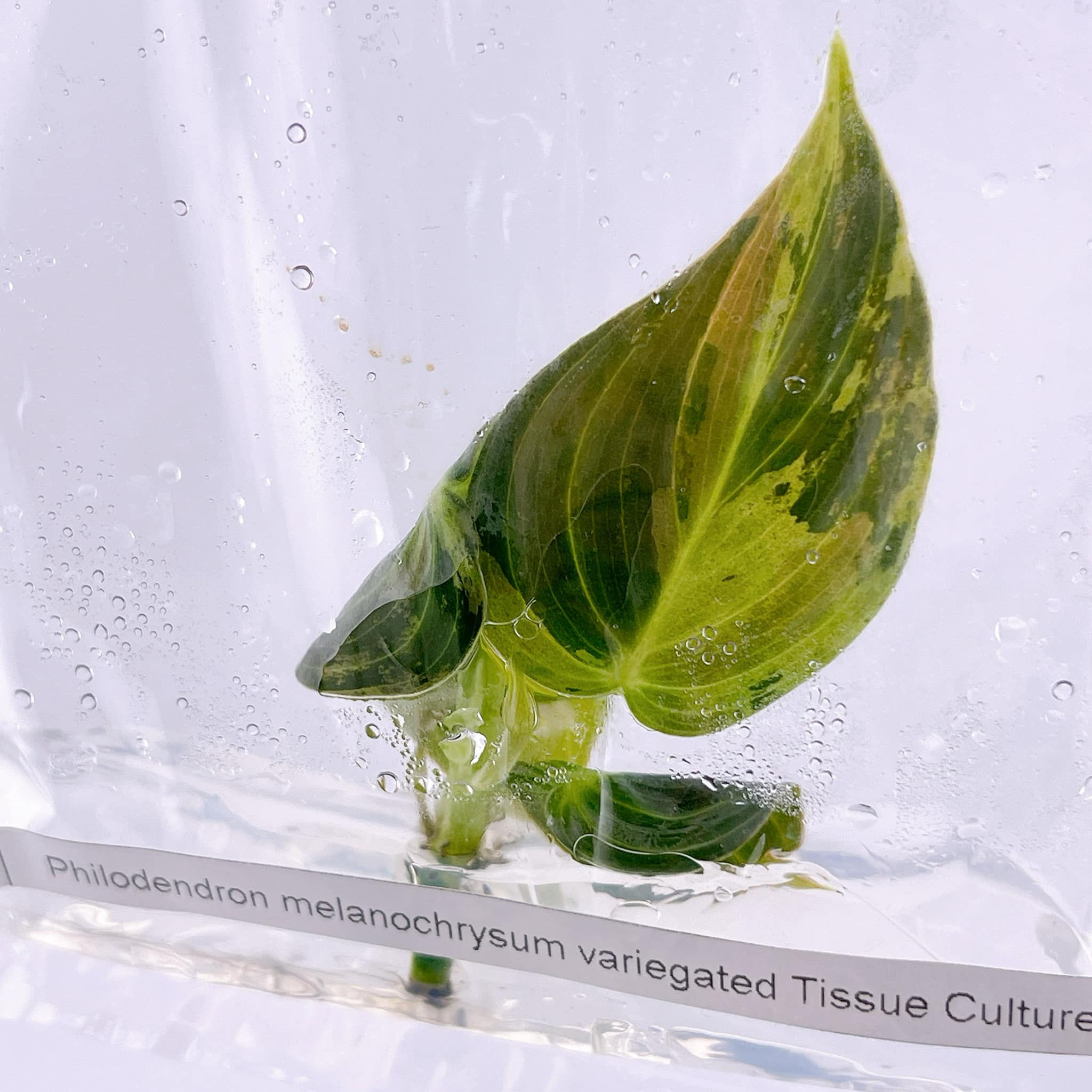 Philodendron Melanochrysum Variegated TC