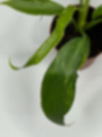 Thumbnail: Philodendron Golden Dragon 2" Grower's Choice