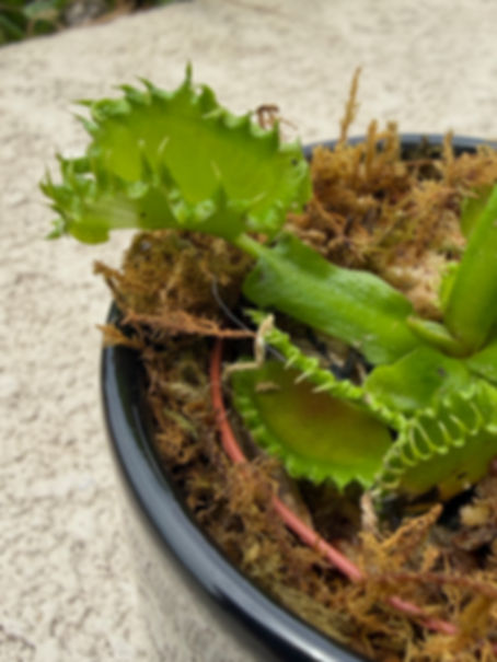 Chinese Dumpling VFT in Ceramic Pot 2"