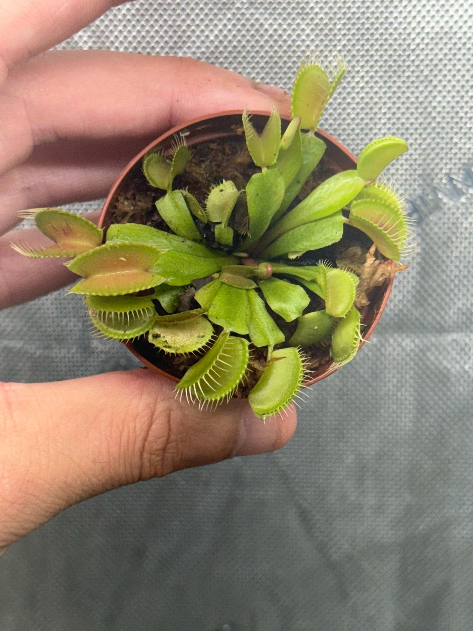 Venus Fly Trap - Dionea Muscipula 2"