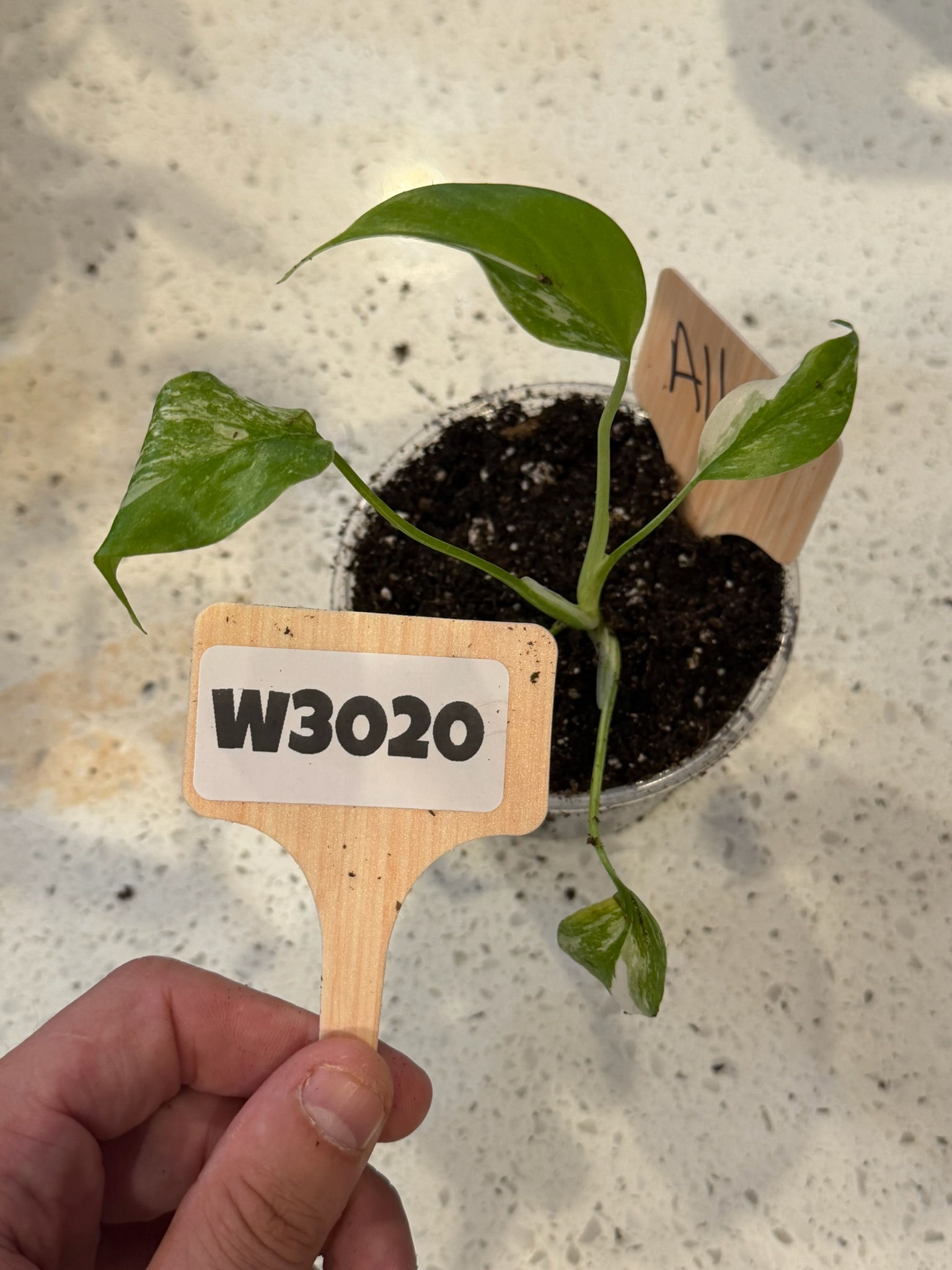 W3020 Monstera Albo 4"