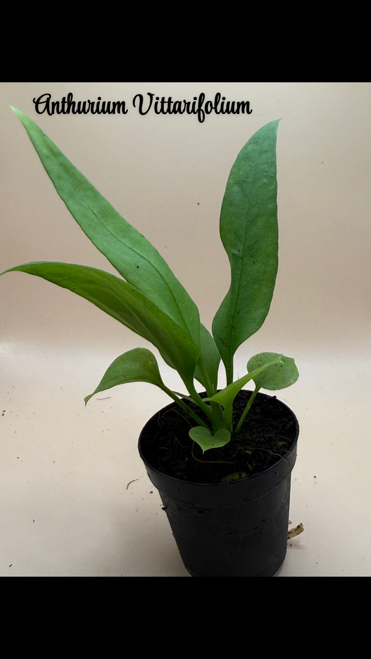 Anthurium Vittarifolium 2"