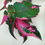 Thumbnail: Alternanthera Party Time 2”