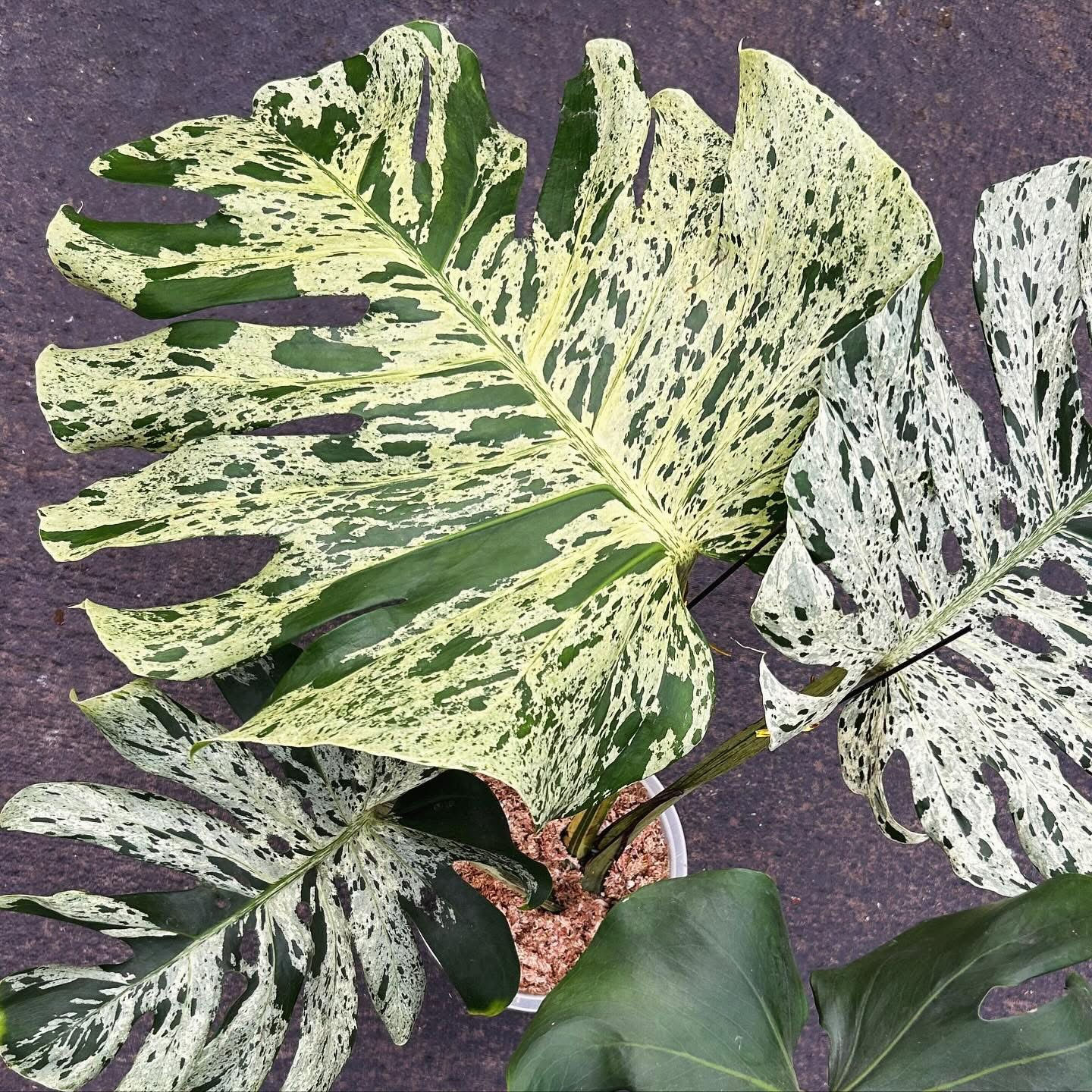 Monstera Bulbasaur TCs (PREORDER)