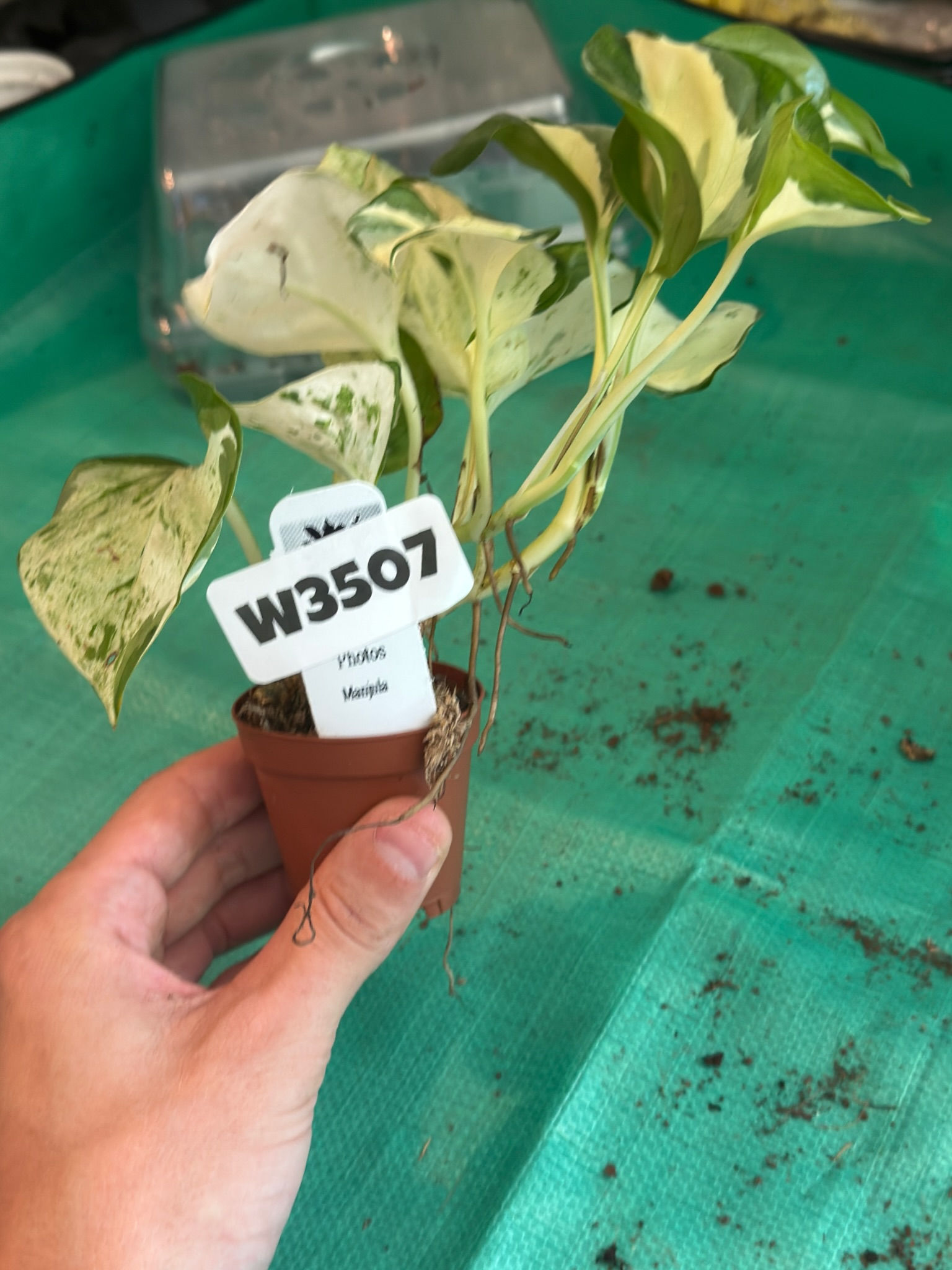 W3507 Pothos Manjula 2"
