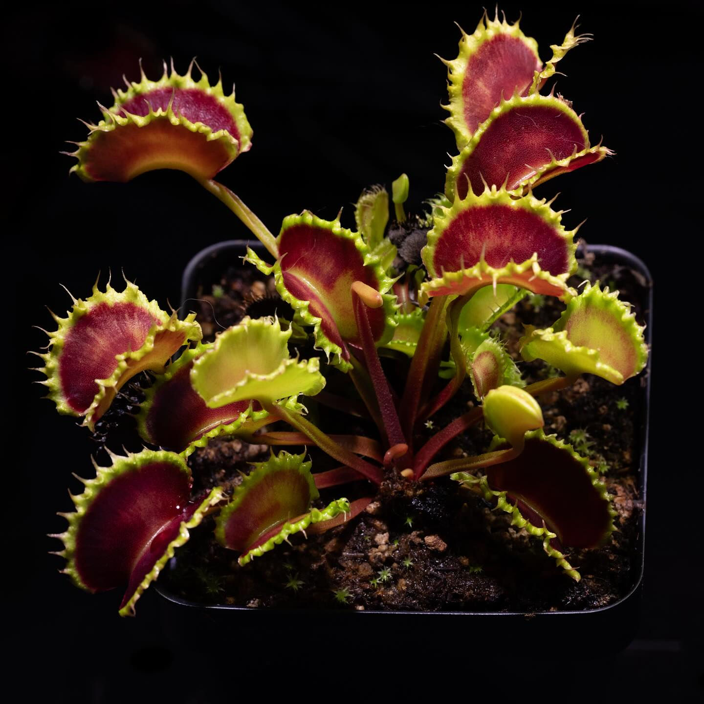 Chinese Dumpling Venus Flytrap 2"