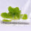 Thumbnail: Butterwort (Pinguicula Sethos) TC