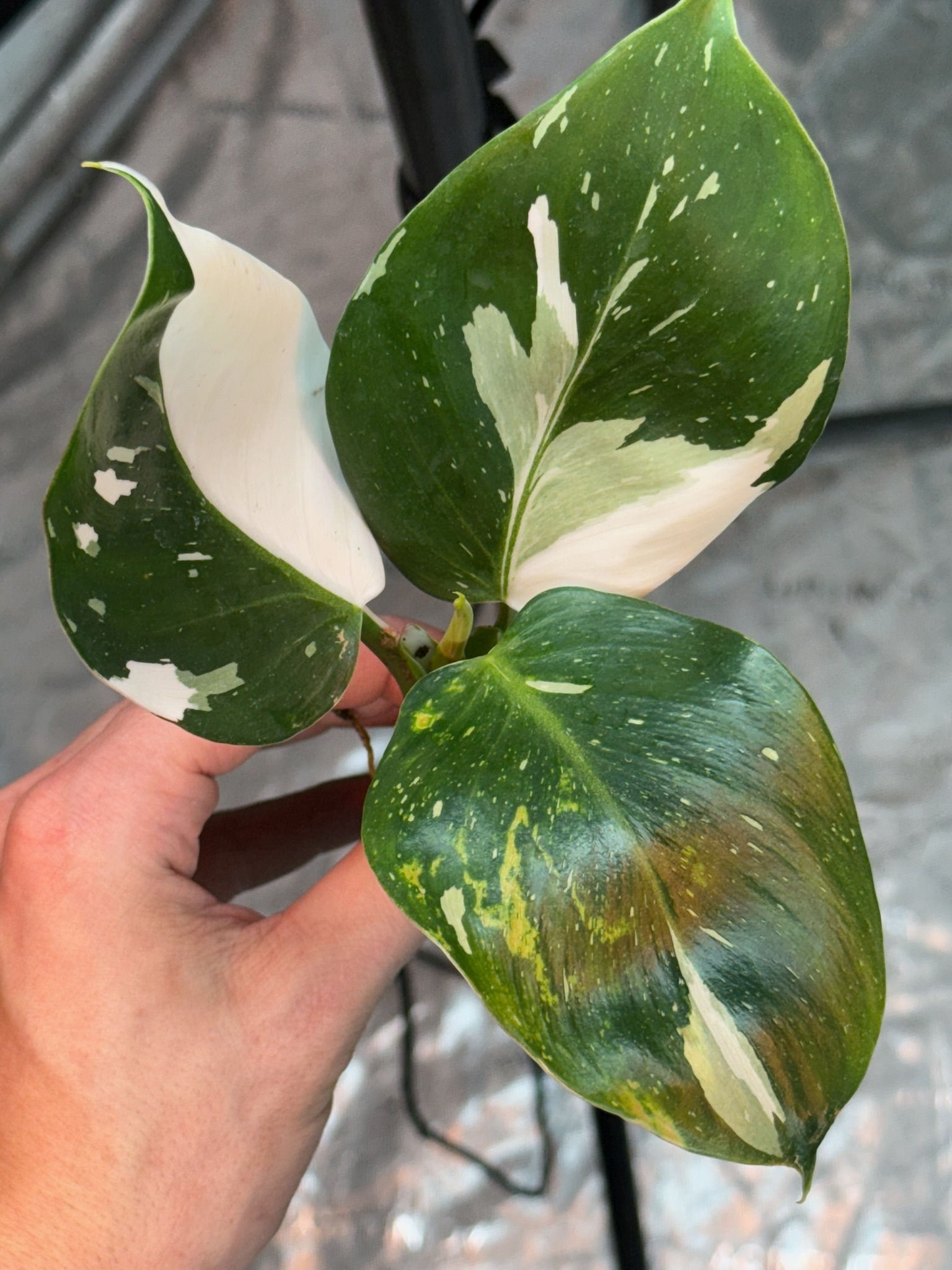 Philodendron Puncata Plug