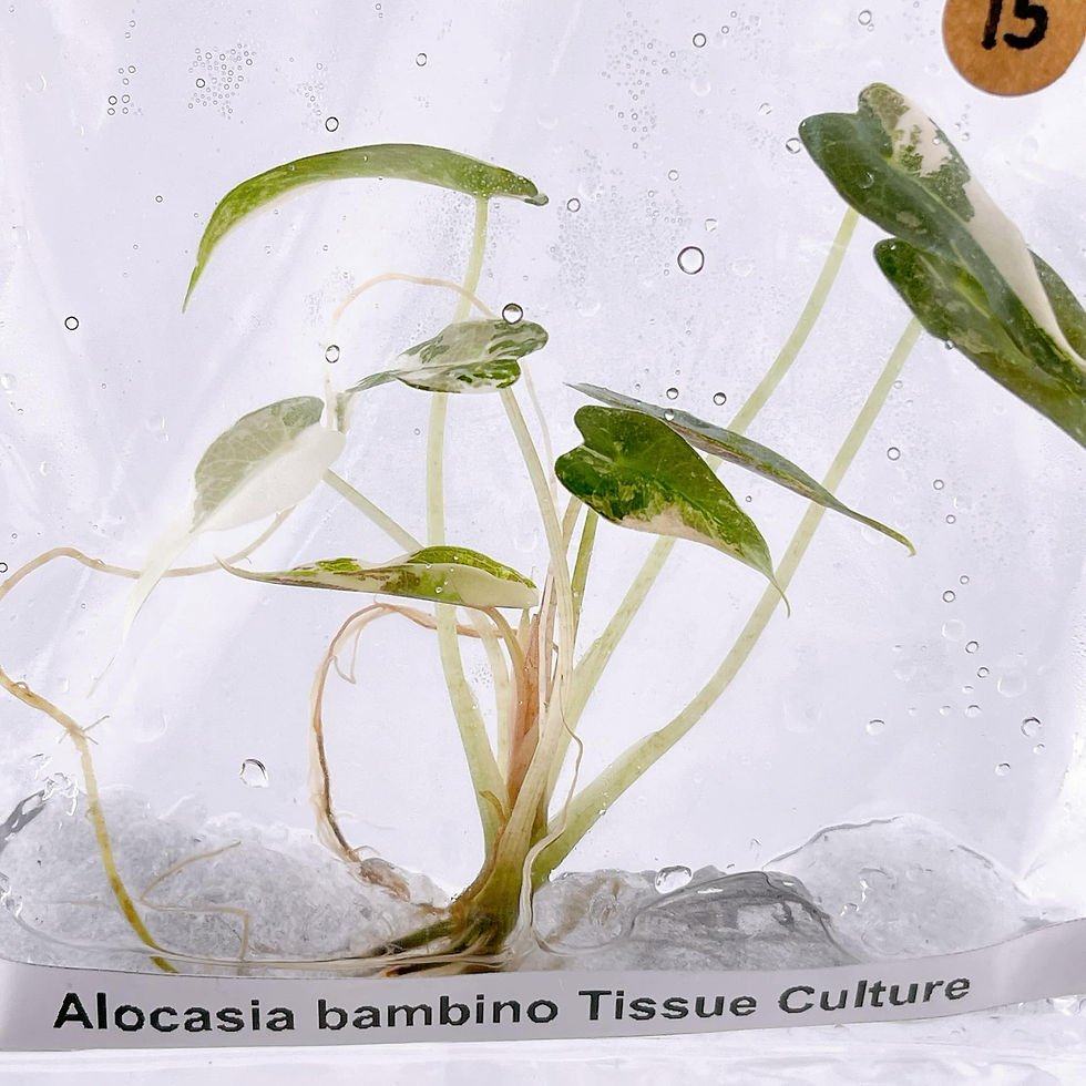 Thumbnail: Pink Alocasia Bambino TC pink/green/white/red