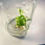 Thumbnail: Monstera Mint TC- growers choice