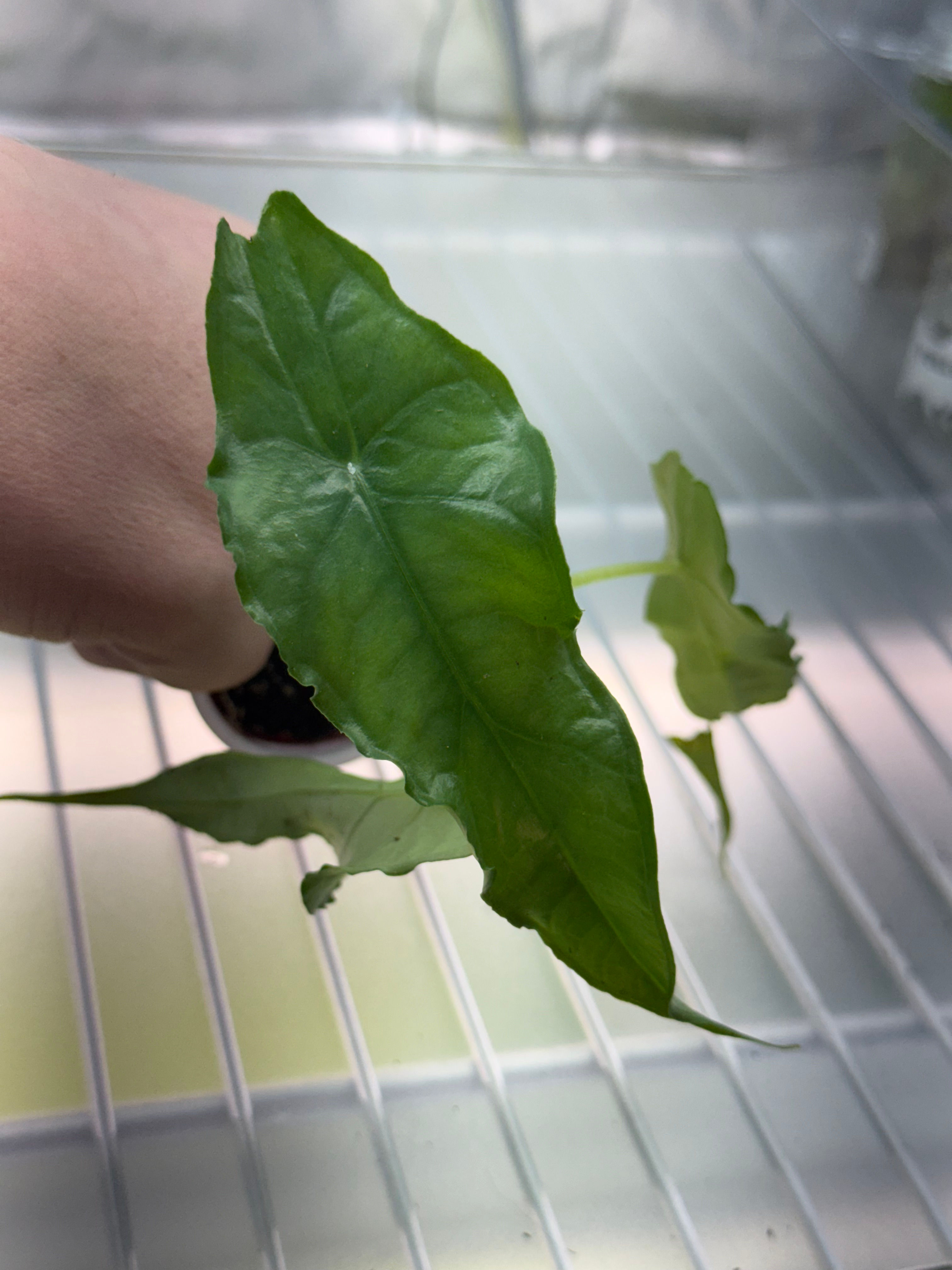 Alocasia Dragons Breath Plug