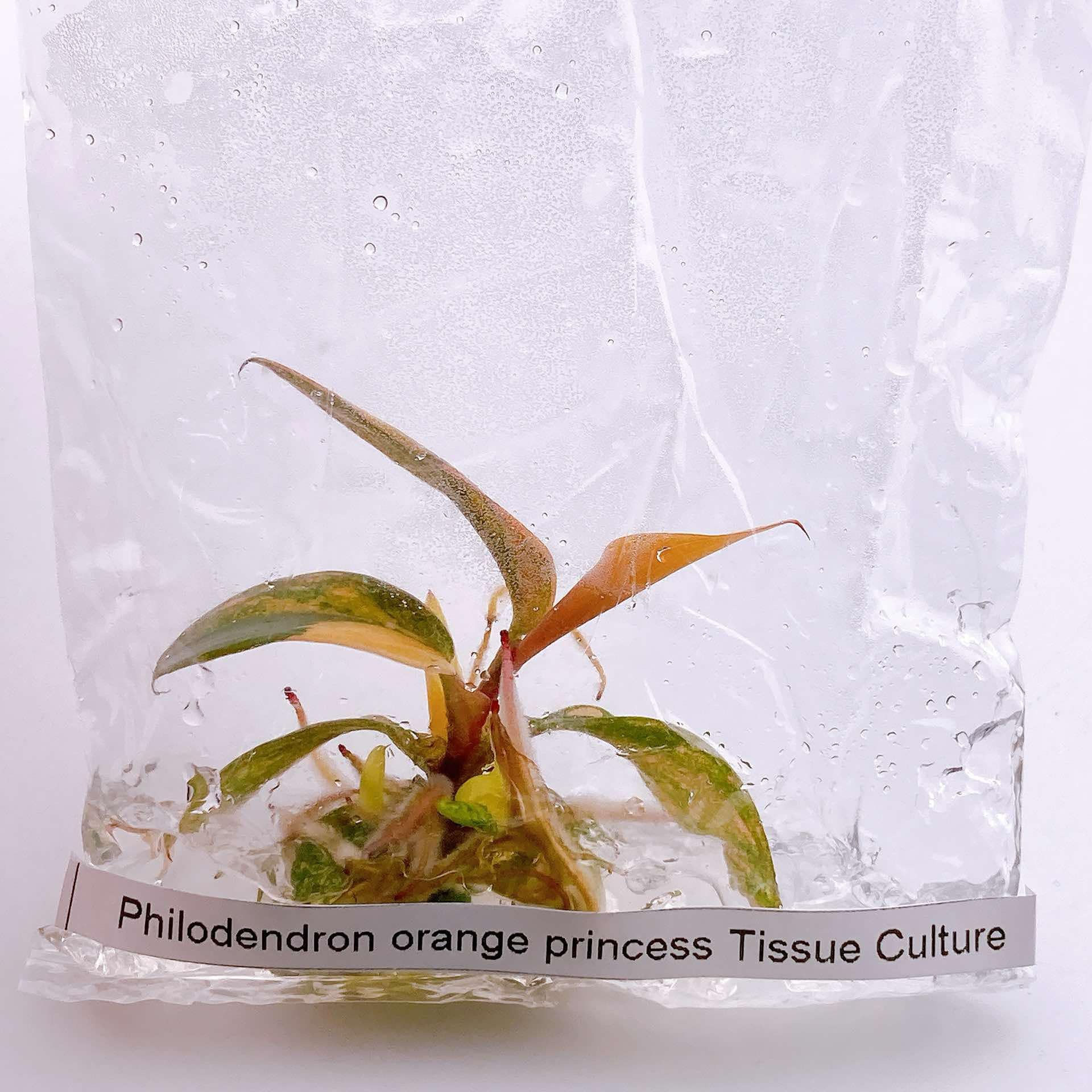 Philodendron orange princess Tissue Culture