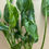 Thumbnail: Epipremnum Shangri-La 2” 