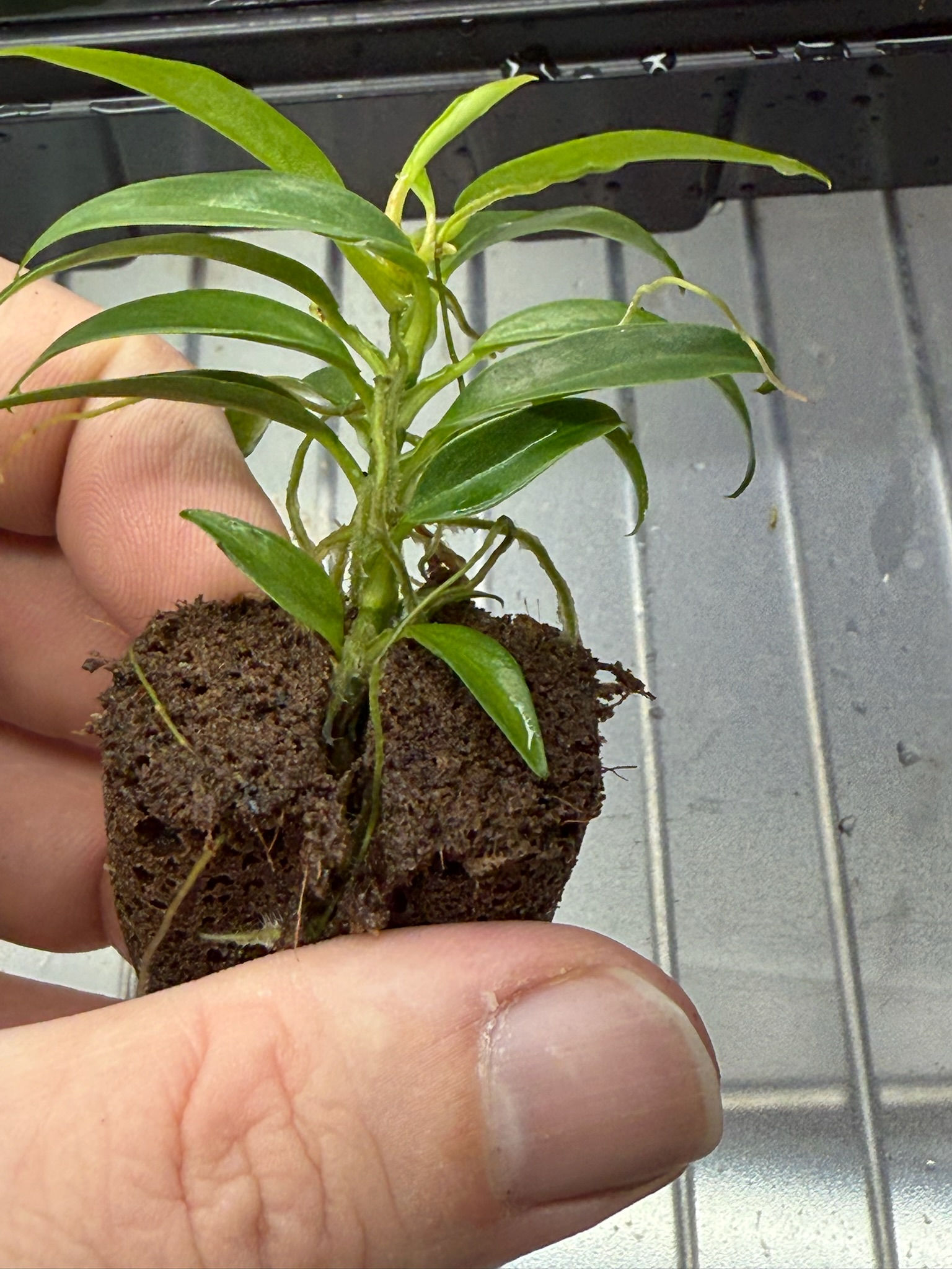 Philodendron Tortum Plant Plug